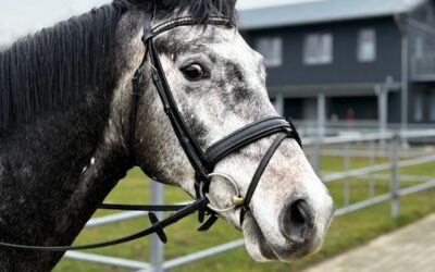 Nachwuchs für die Zukunft